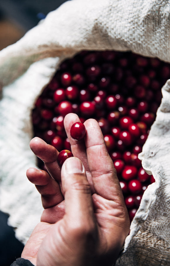 Single Origin Coffees