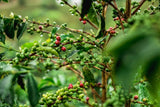 Organic Colombia Huila Pitalito Fair Trade