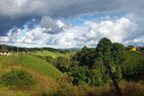 Organic Colombia Huila Pitalito Fair Trade