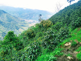 Organic Colombia Tolima Suave
