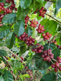 El Salvador Finca El Milagro Fair Trade Organic