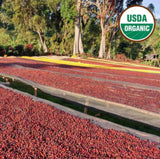 Organic Ethiopia Sidama Ayla Bombe Natural