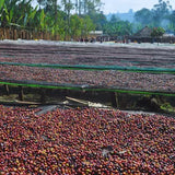 Organic Ethiopia Yirgacheffe Chelechele