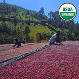 Ethiopia Organic Sidama Bura Hamasho Natural