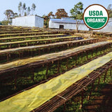 Organic Ethiopia Guji Uraga