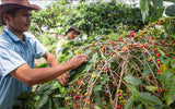 Organic Sumatra Malagri Fair Trade