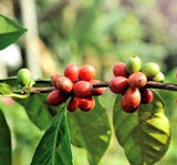 Papua New Guinea Lahamenegu Eastern Highlands Organic