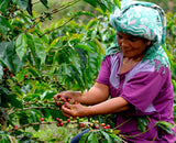 Sumatra Mandheling Fair Trade Organic